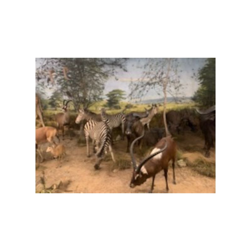 Upper School Trip – Powell Cotton Museum - Cross Keys Learning